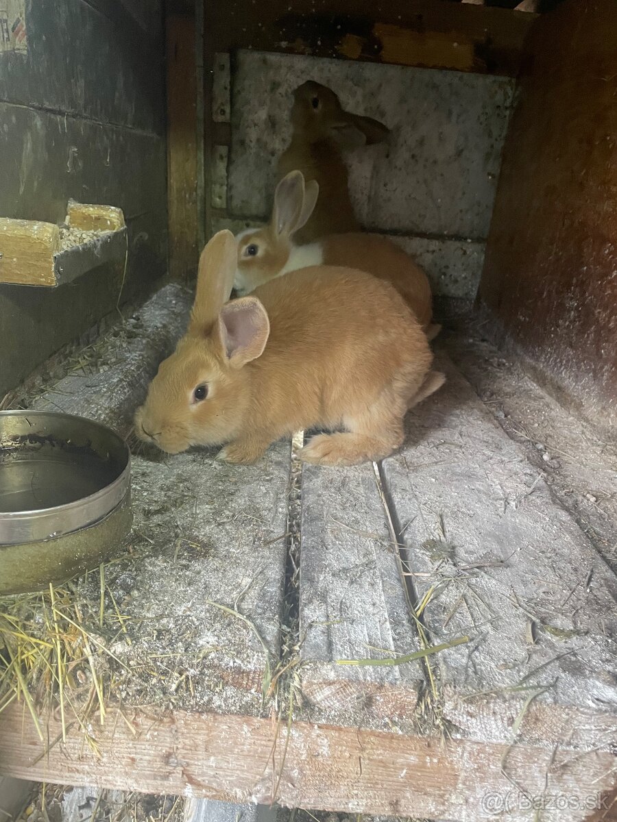 Šarišský obrovitý - 6