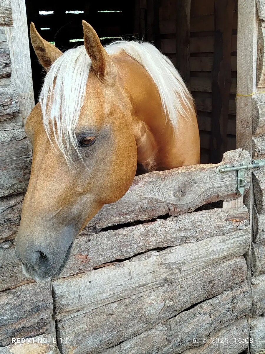 Kobyla Arabský plnokrvnik - 6