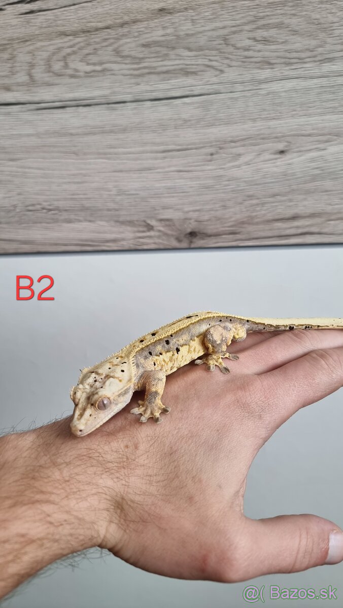 Pagekón riasnatý - 6