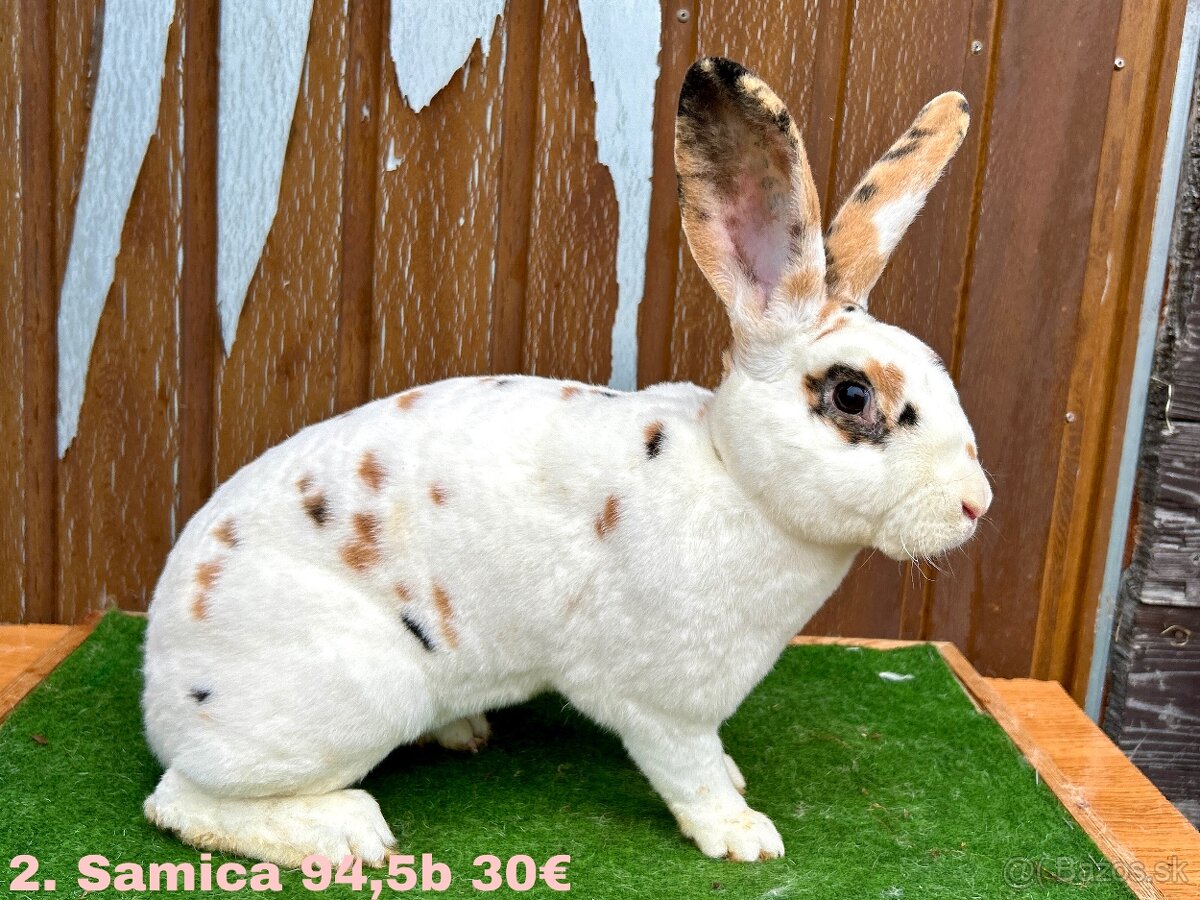 Dalmatínsky REX s PP - 6