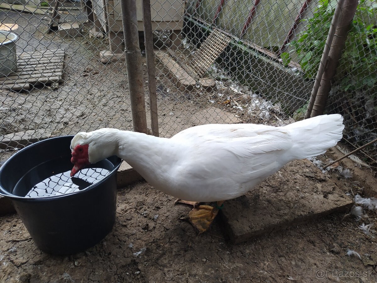 Pižmová kačica - 6