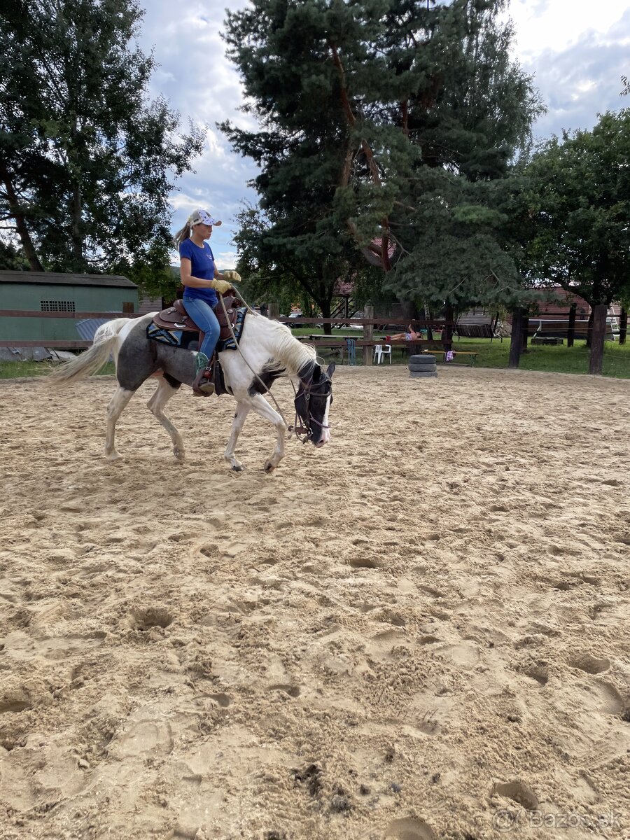 tréning koní - obsadanie - 6