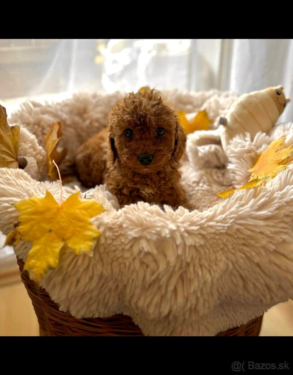 Dark Red miniature / Poodle / Pudlik / Poodel / pudel /pudl - 6