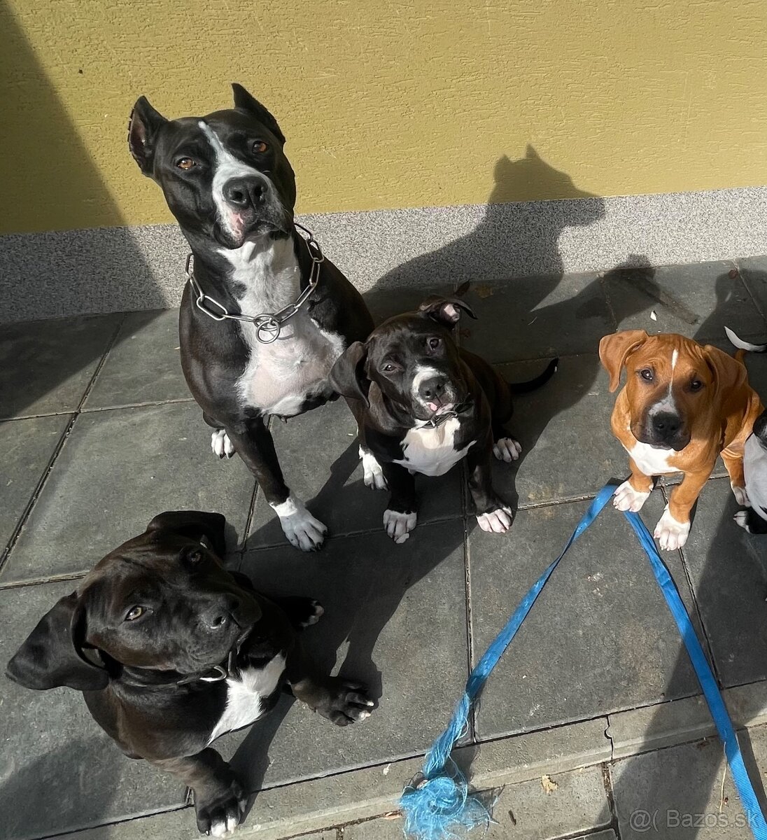 Americký Stafordšírsky teriér - 6