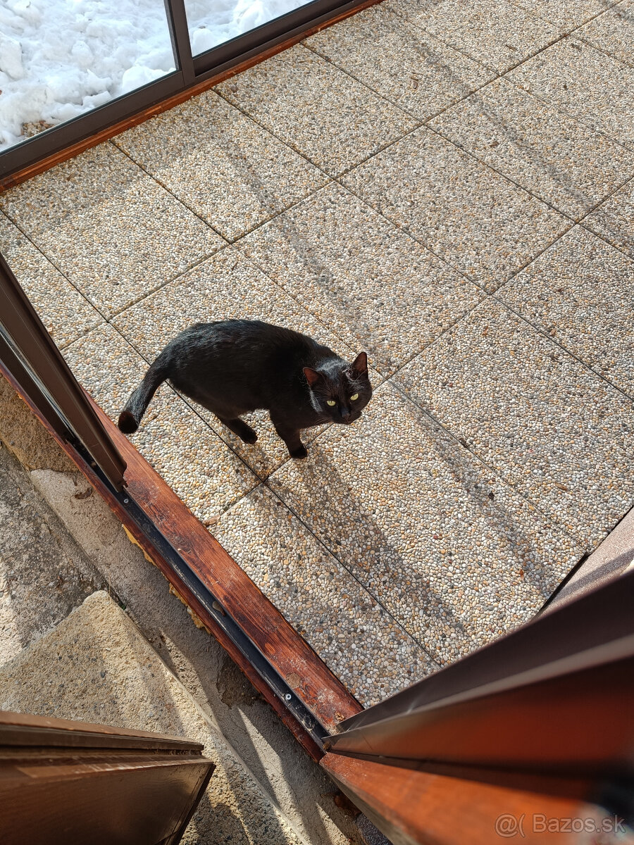 Čierny kocúr - 6