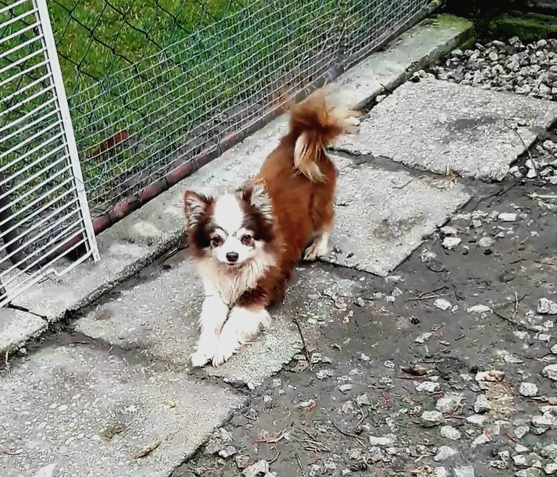 Čivava ‐ dospelý psík - 6