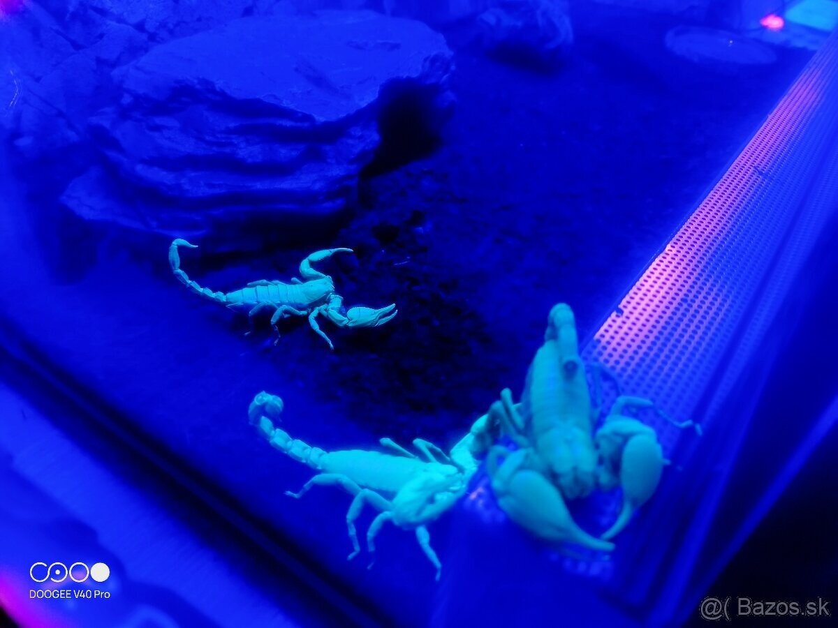 Škorpión 🦂 - 6