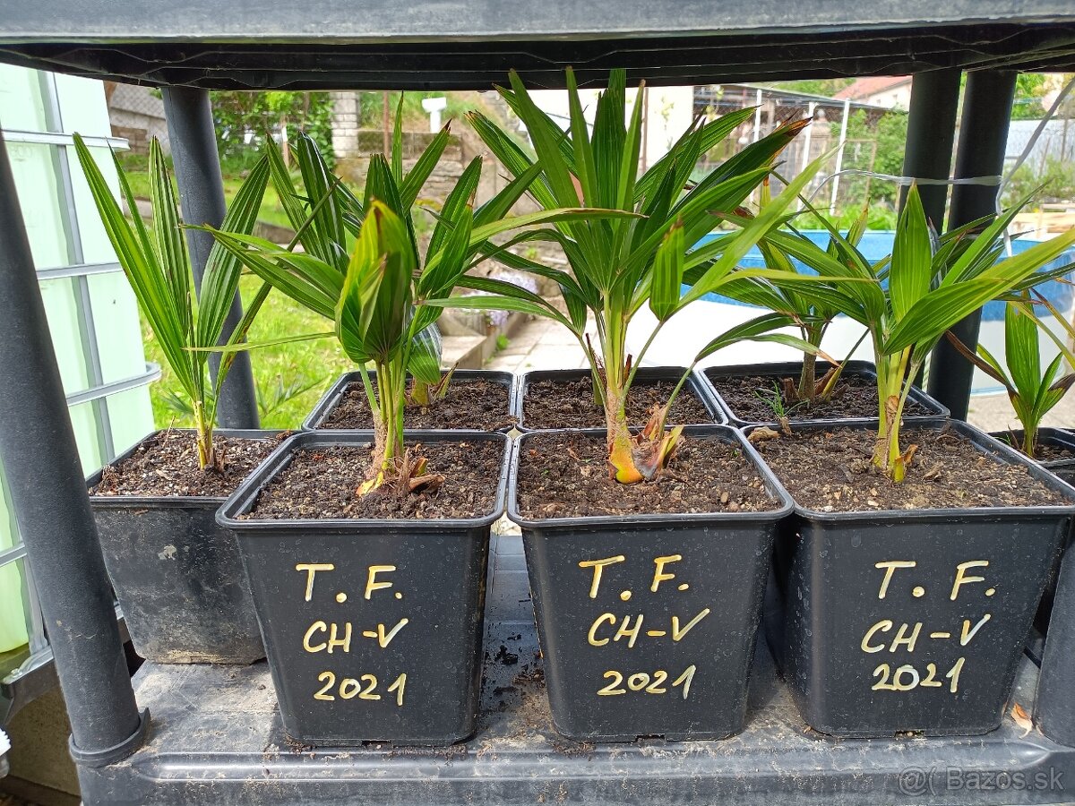 3,5 ročné palmy Trachycarpus Fortunei - 6