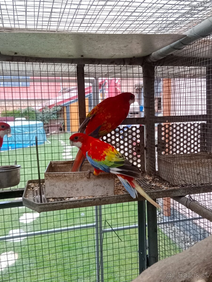 Prodám roselu gold gold opalin - 6