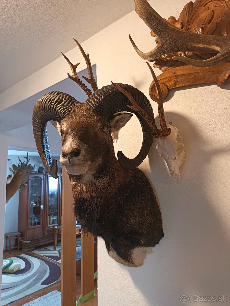 Na predaj – Taxidermy muflón - 6