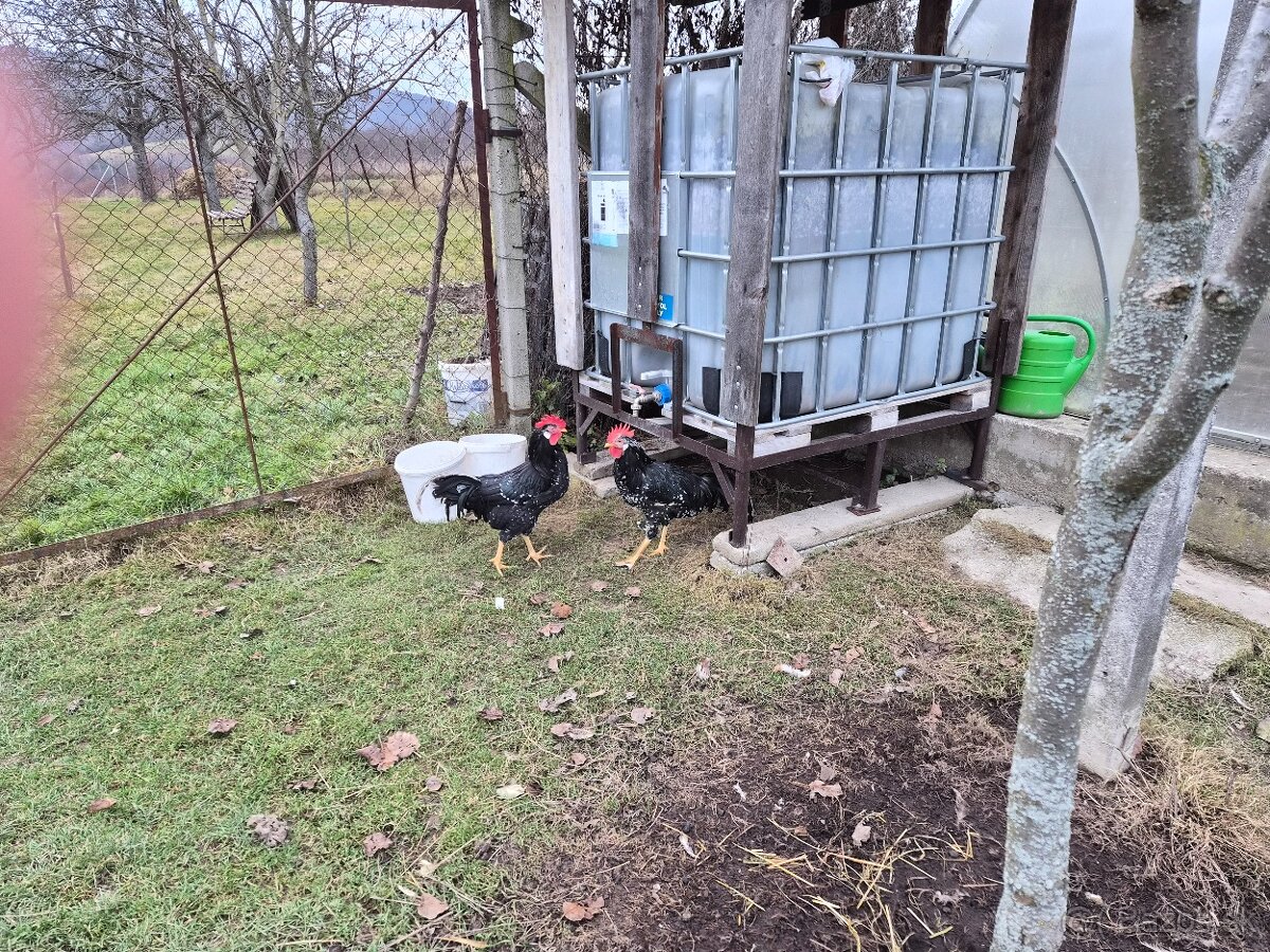 Predam mladych kohutikov - 6