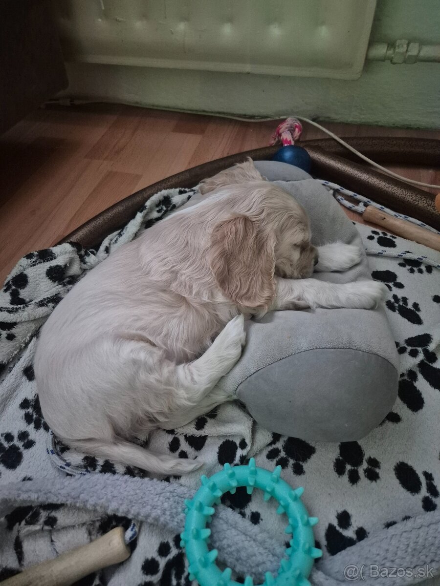 Americký kokeršpaniel - 6