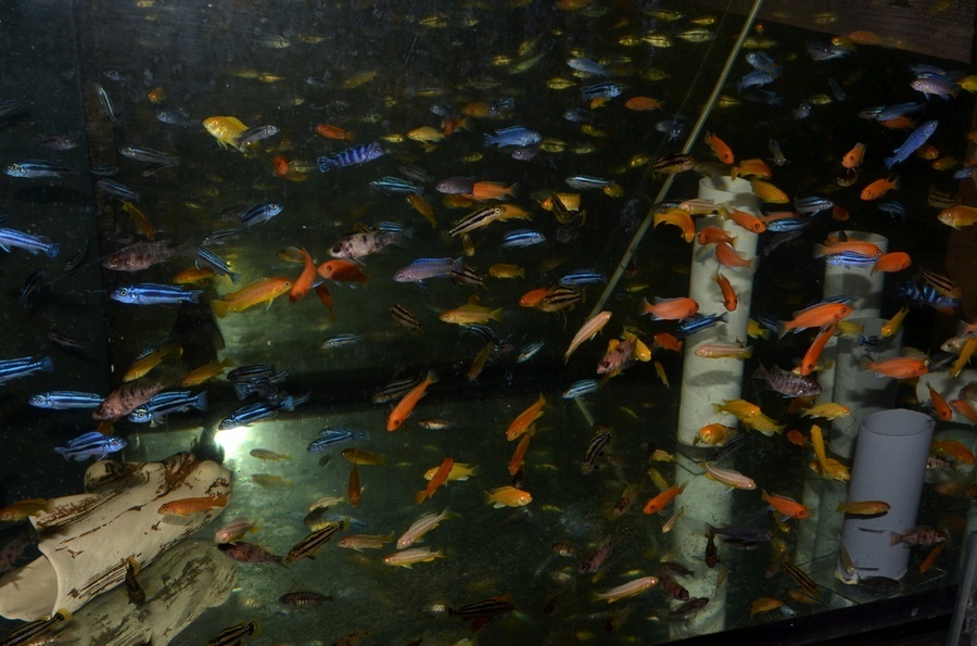 AFRICKÉ CICHLIDY - 6