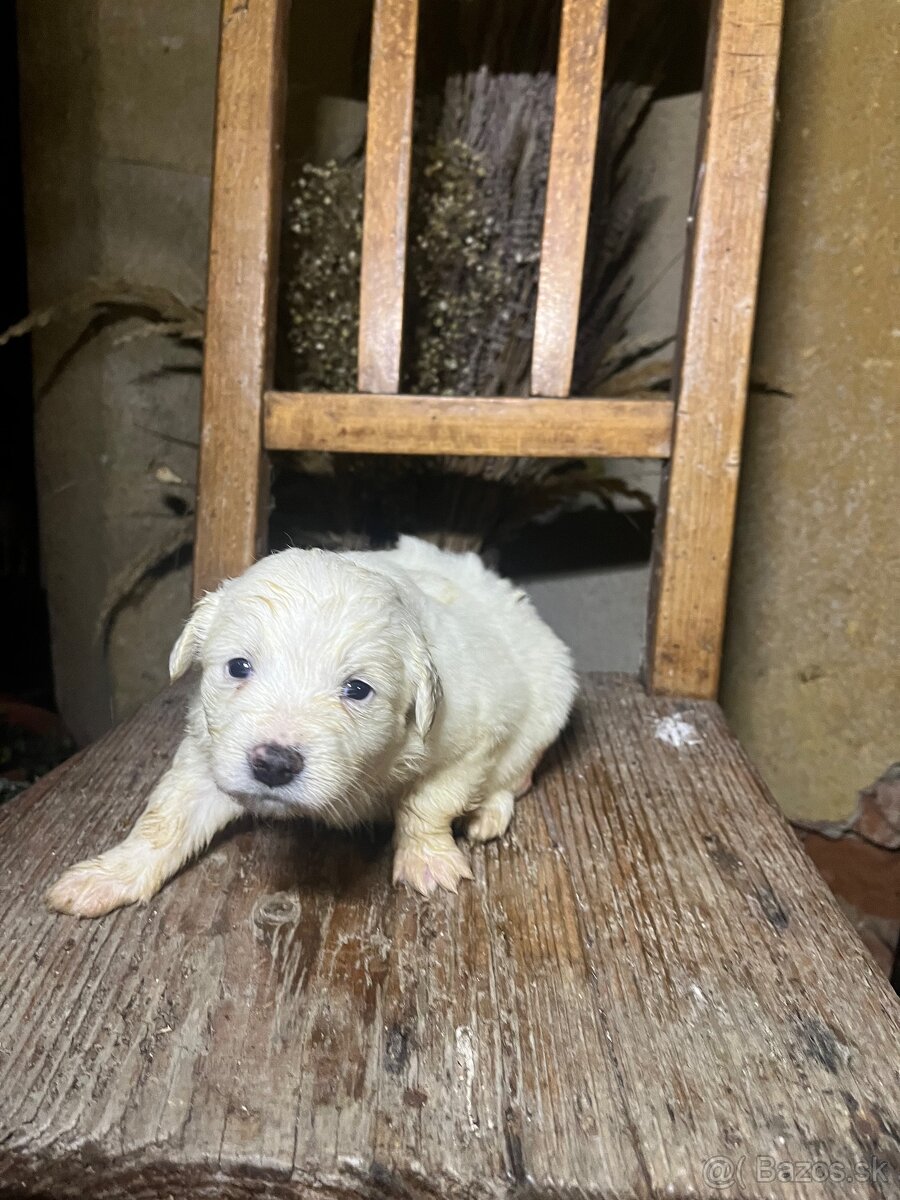 Darujem šteniatka - 6