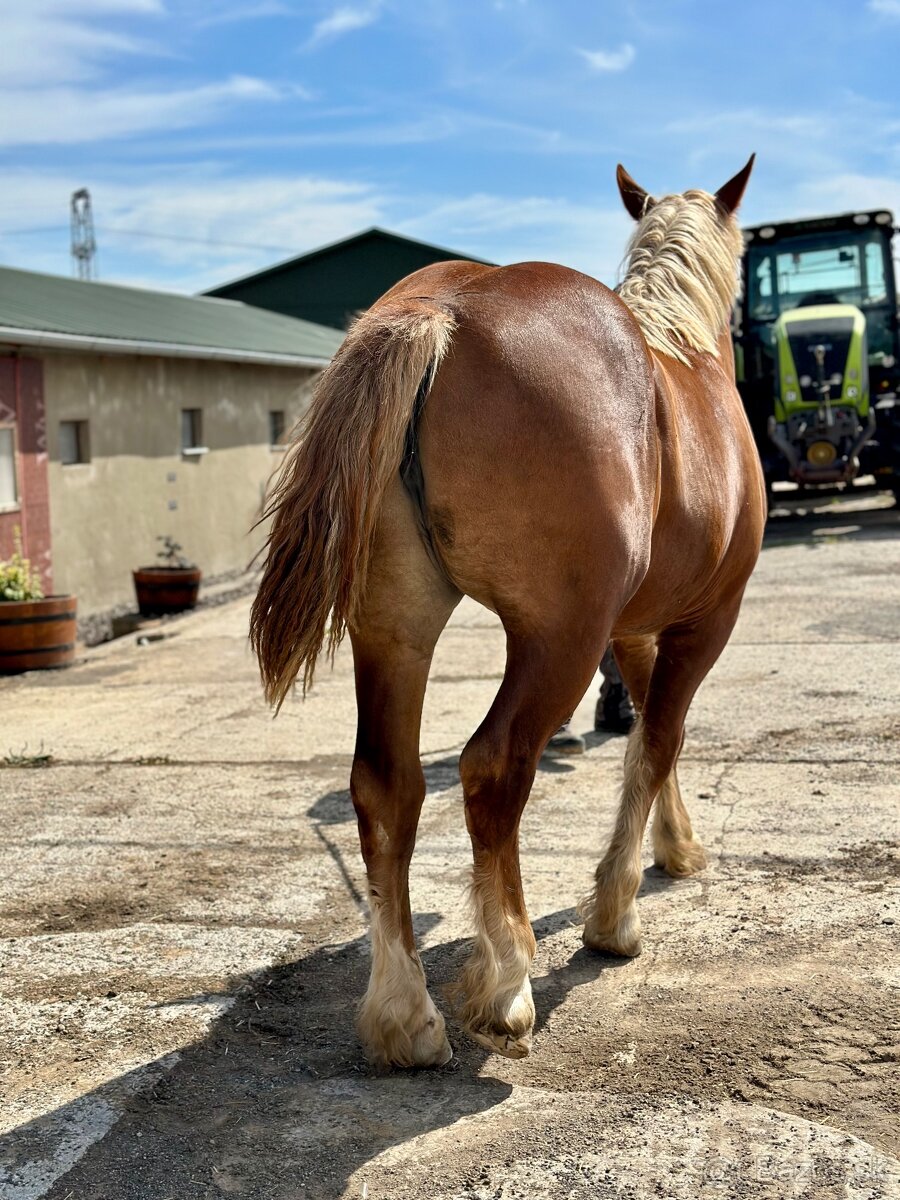 Švédsky ardén - kobyla, predám - 6