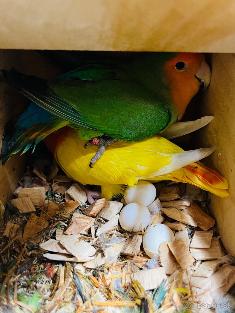 Agapornis Roseicollis - 6