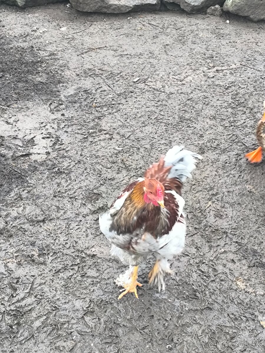 Predám brahman kohúty - 6