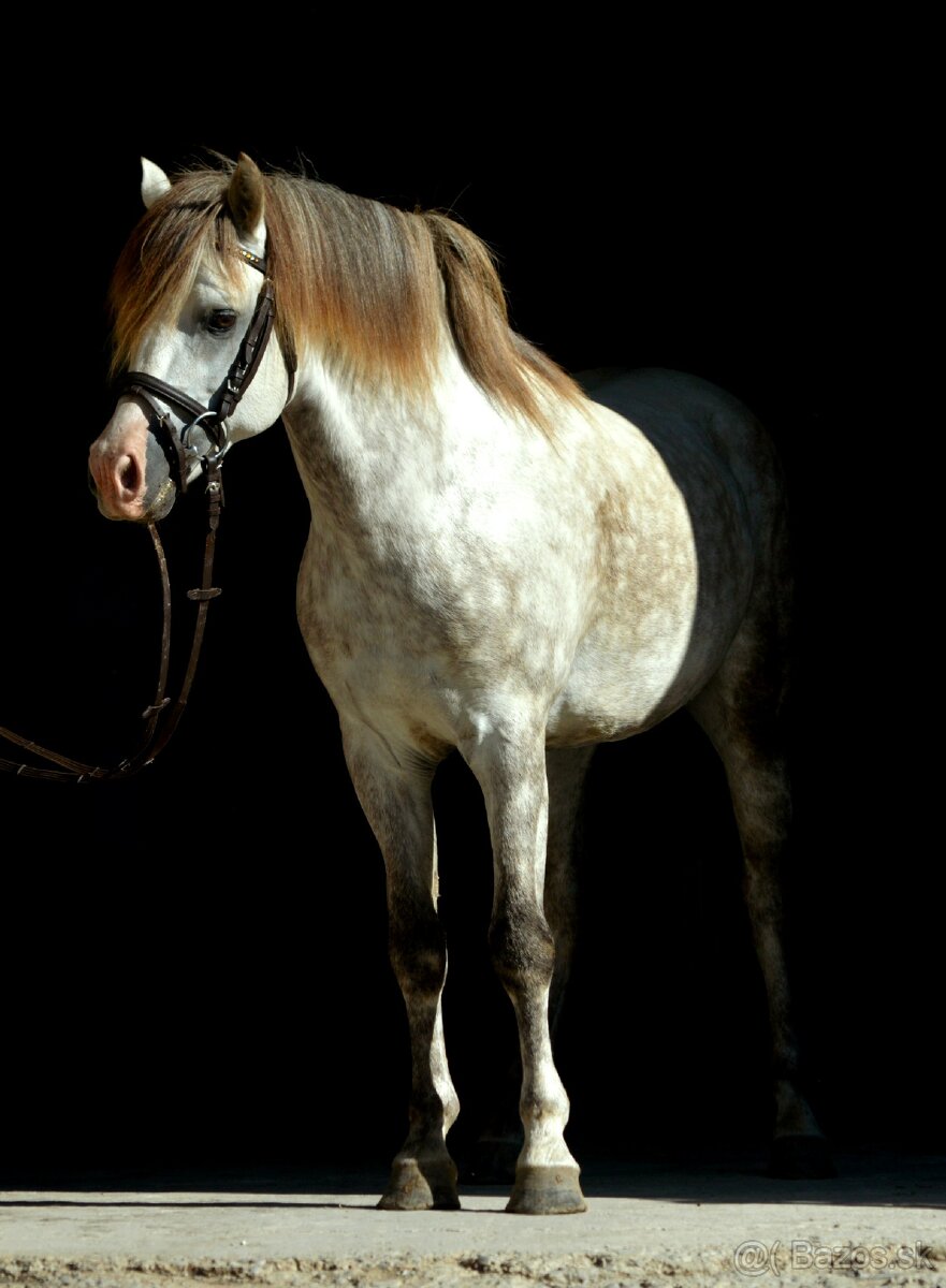 Zrebec pre sezonu 2026, pony - 6