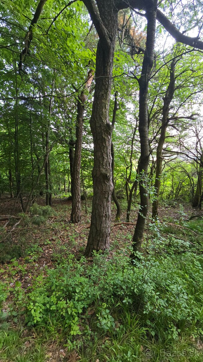 Predám lesný pozemok k.ú. Turá Lúka 4061m2 - po 0,73€/m2 - 6