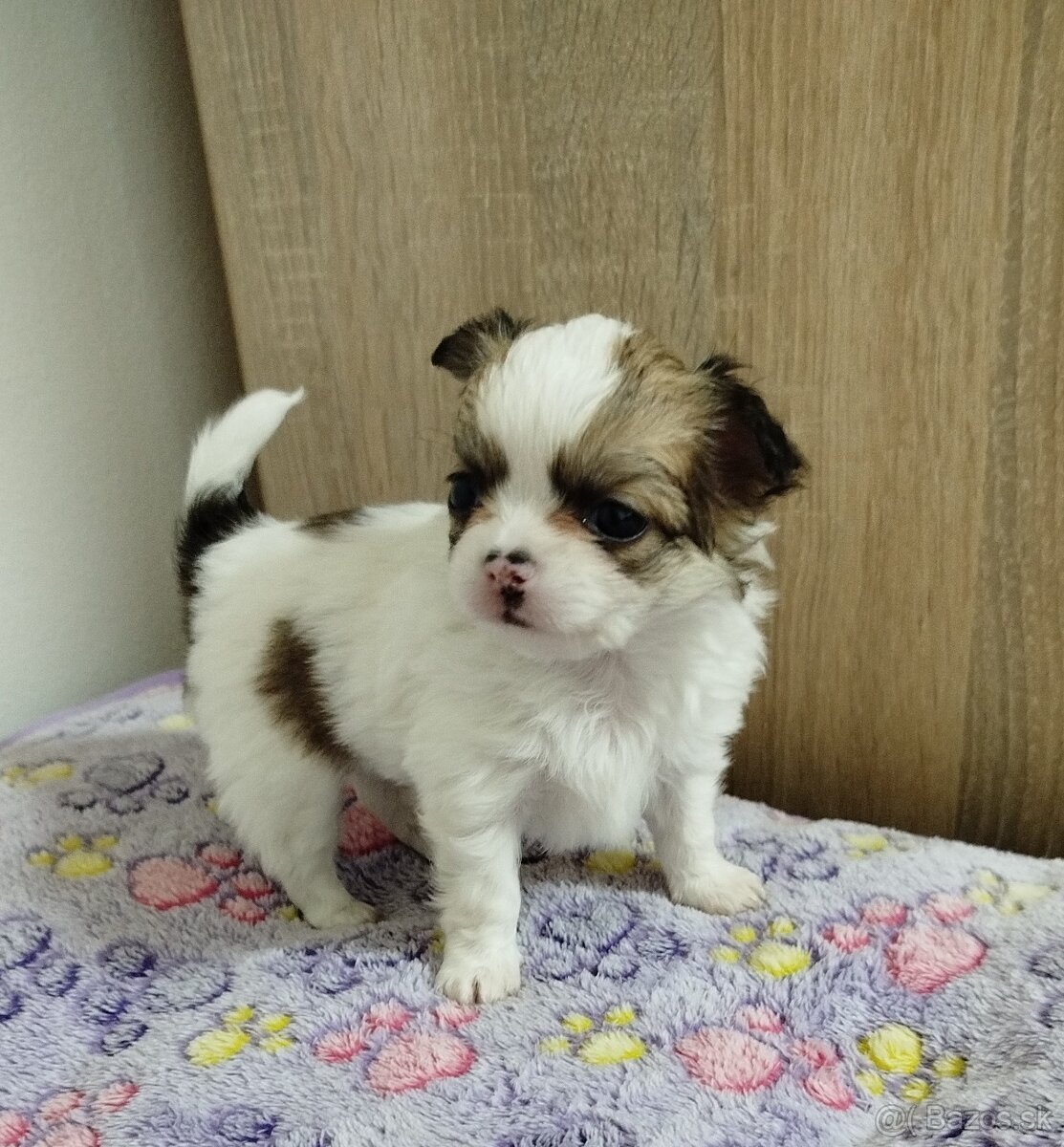 Čivava mini psík dlhosrstý - 6