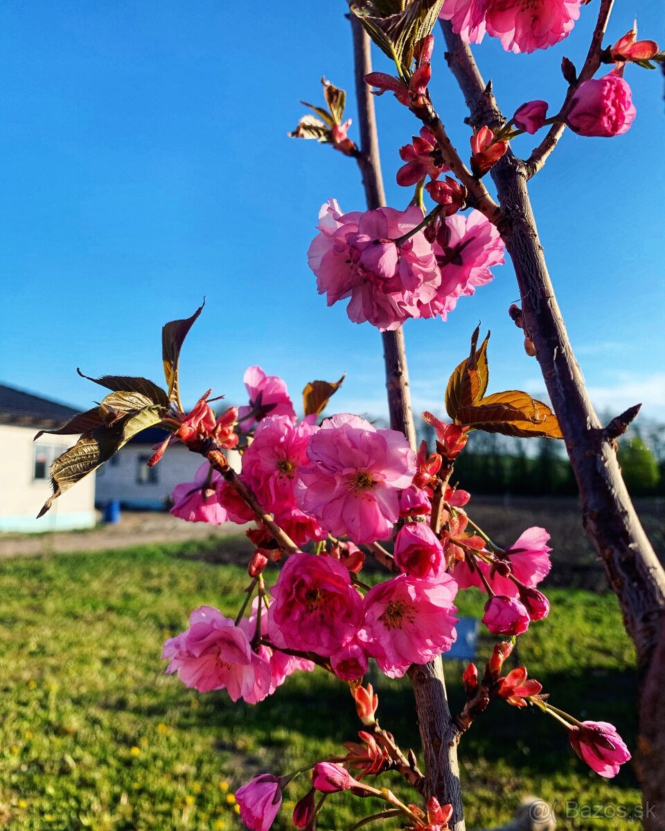 Rodinný dom s veľkorysou záhradou a parkovaním - 6