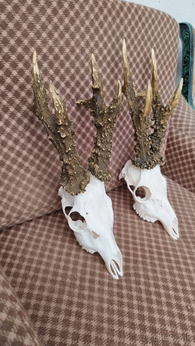 Ponúkame na predaj odliatky zlatých srncou Parožie zhody tr - 6