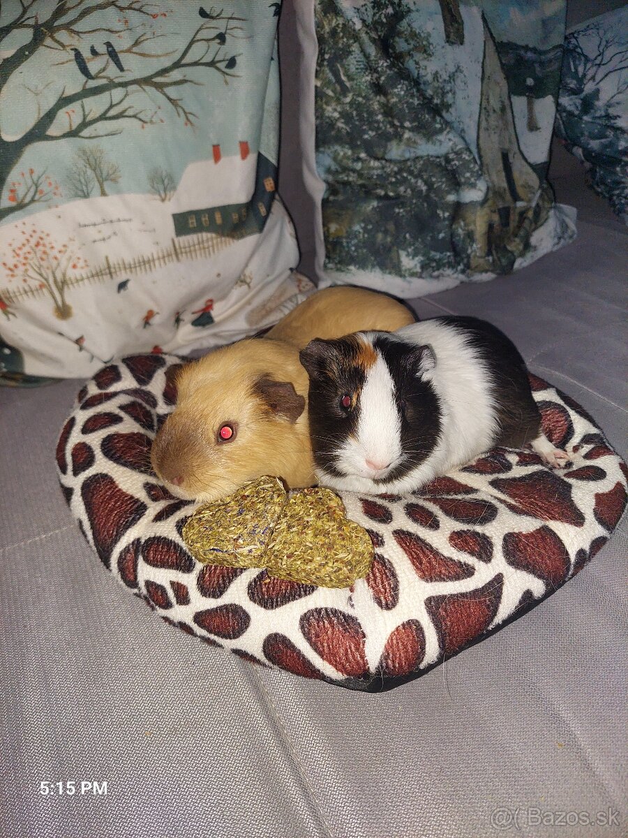 Predá 2 morské prasiatka plus klietka, seno, pliny ,krmivo - 6