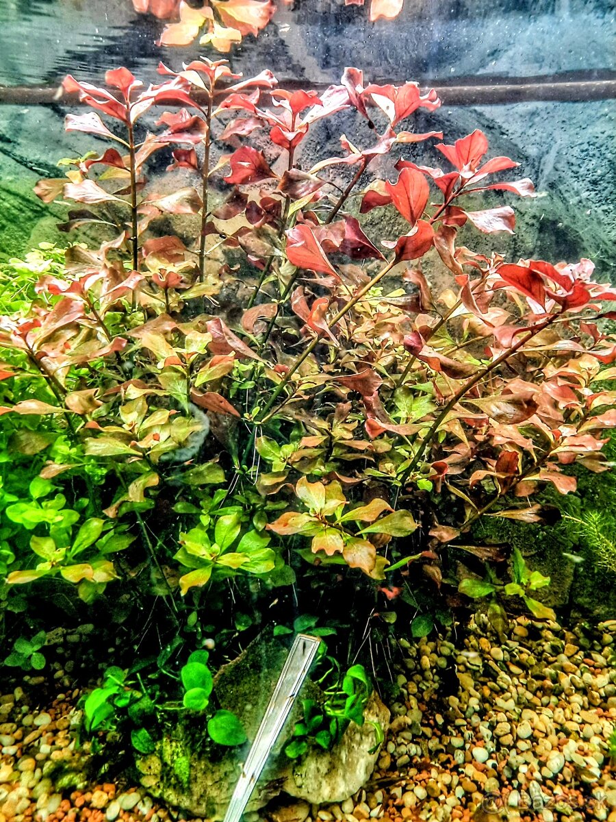 Rastliny aj Krevetky - 6