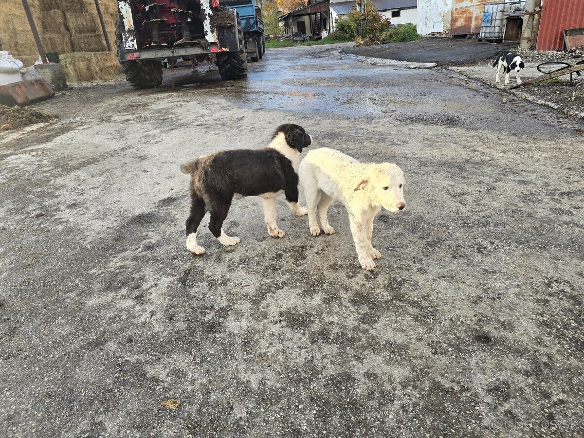 SAO stredoazijsky ovciarsky pes - 6