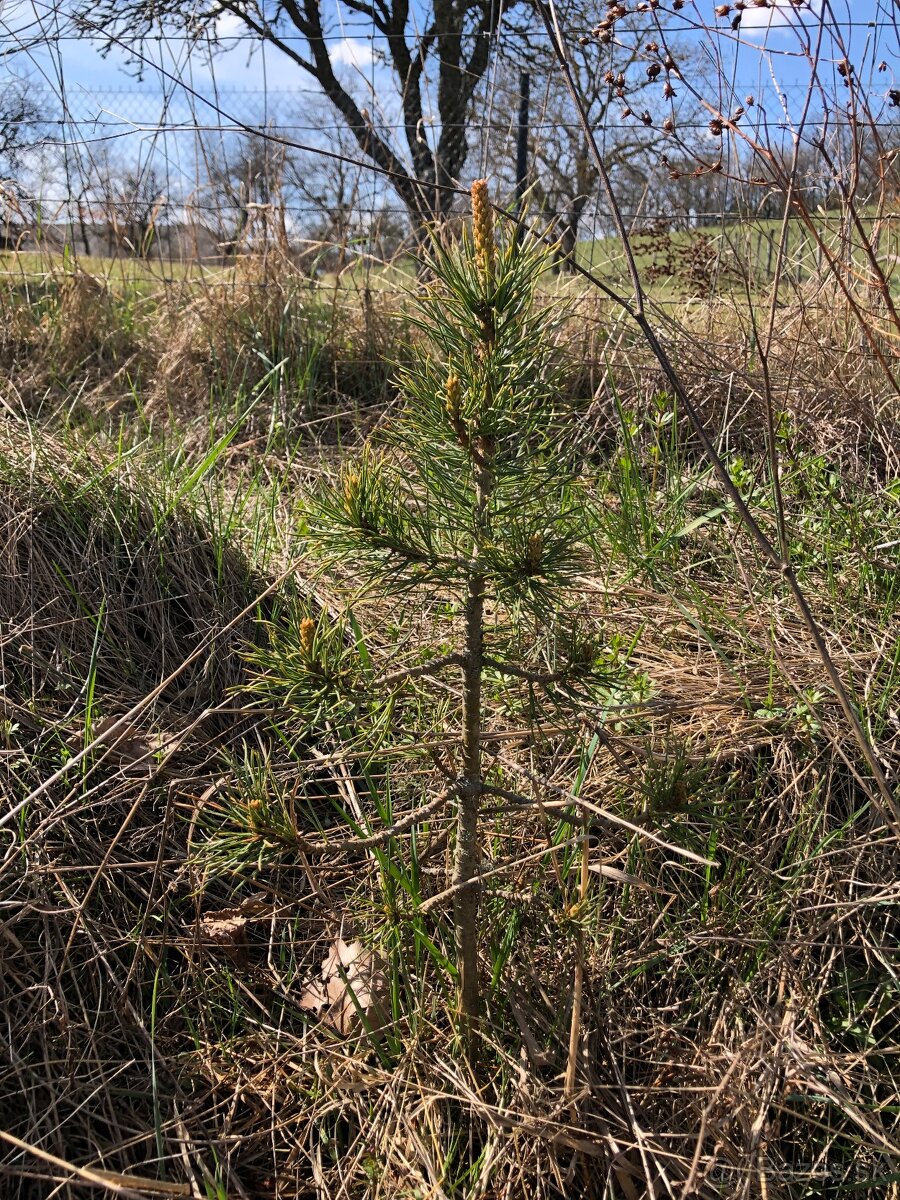 Sibírsky Céder - Pinus Sibirica - Borovica Sibírska sadenice - 6