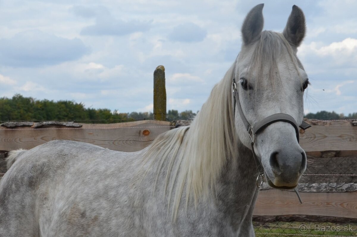 Arabský plnokrvník - 6