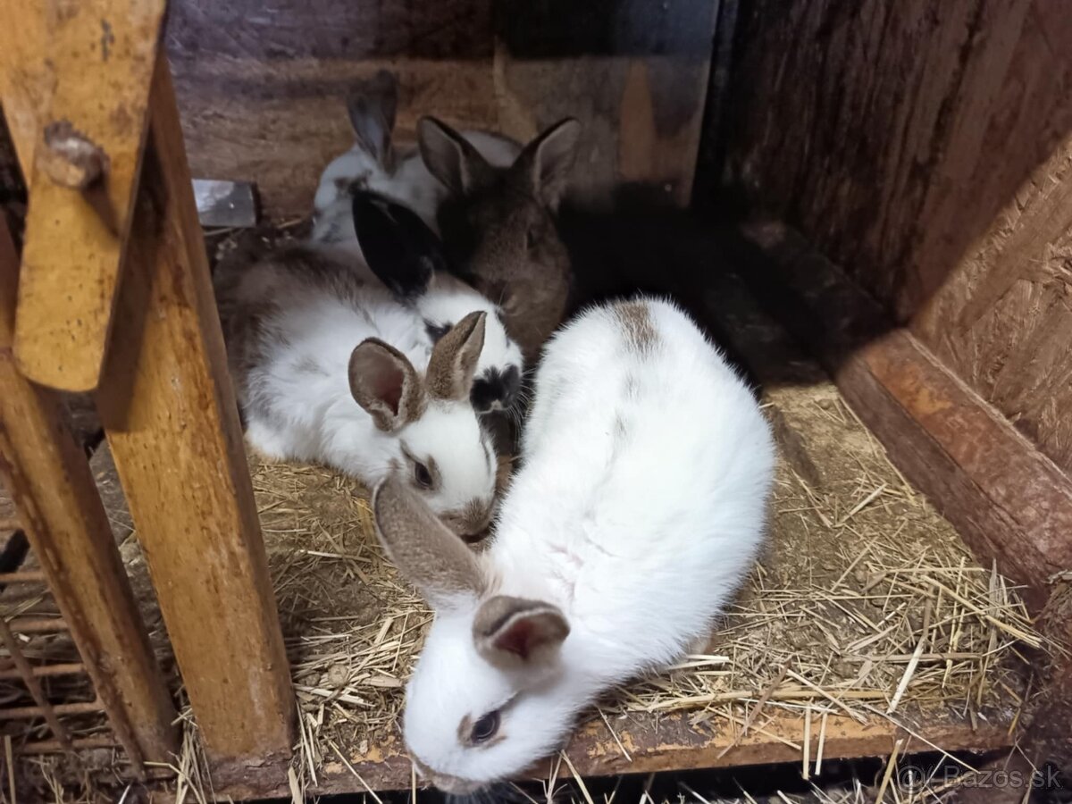 Králiky, zajace - 6