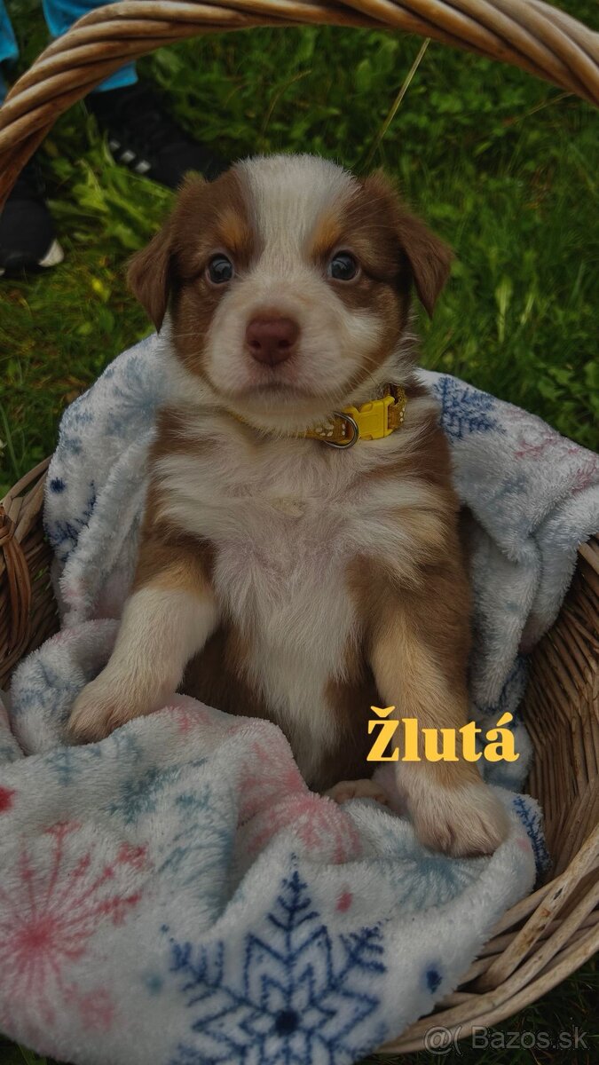 Australský ovčák bez PP - 6