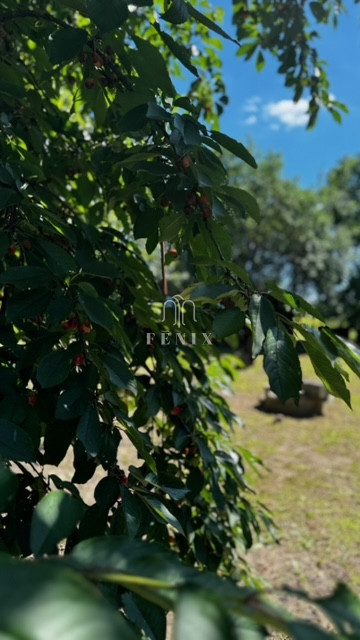 Rodinný dom s veľkou záhradou - Perín-Chym - Gomboš - 6