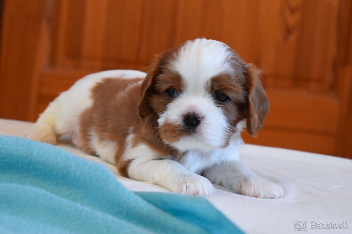 Šteniatka Cavalier King Charles Spaniel - 6