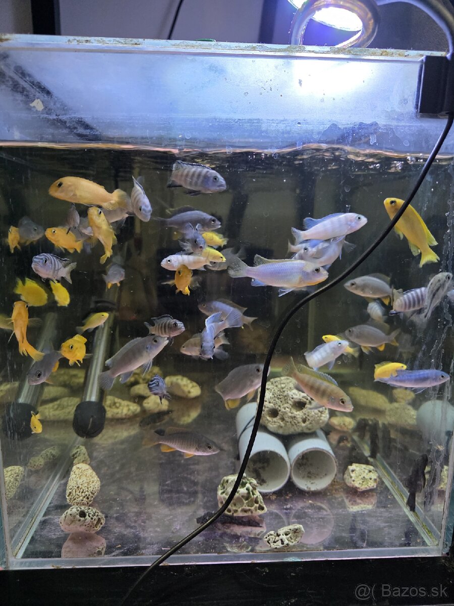 Africké cichlidy - 6
