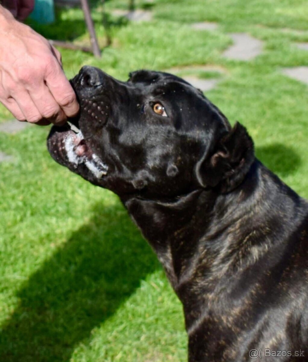 Cane Corso s PP FCI - 6