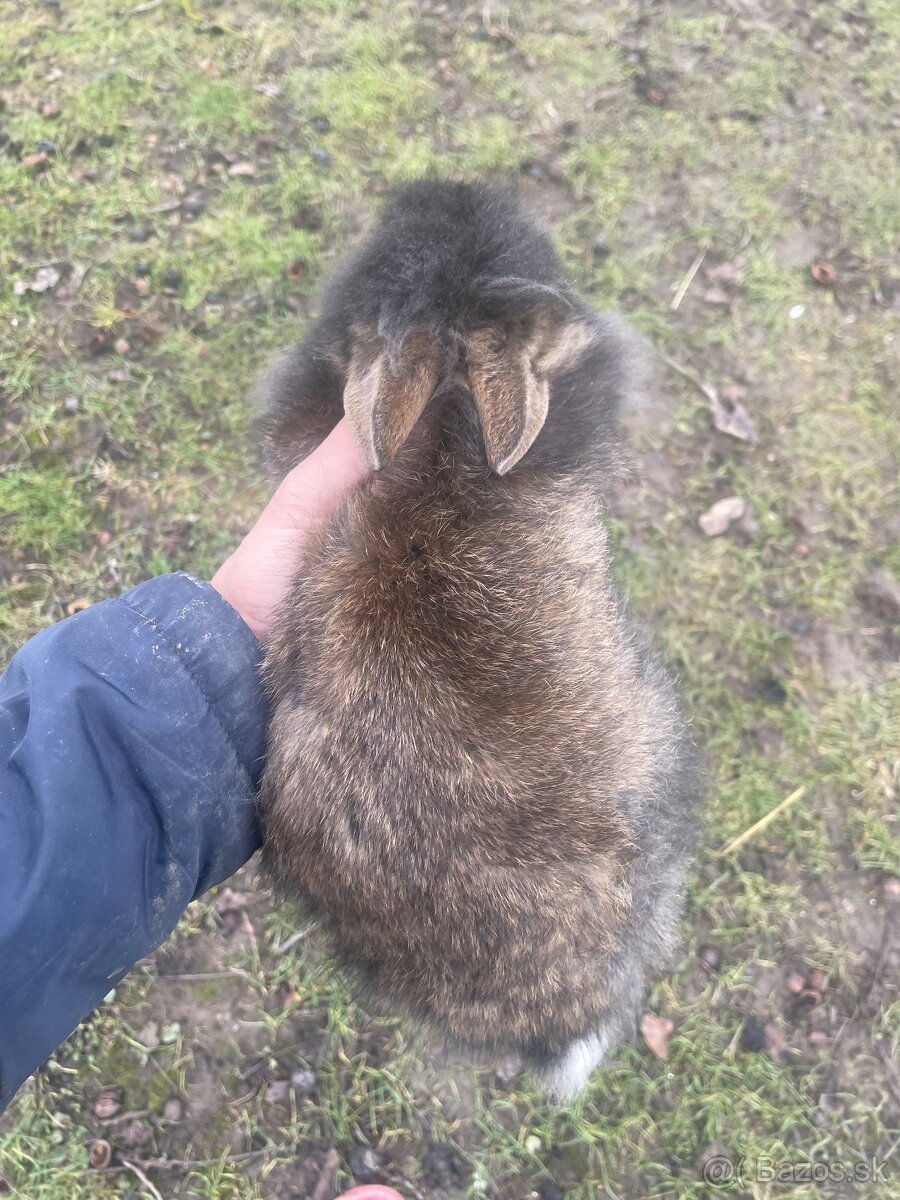 Zakrslý králik s Teddy génom - 6