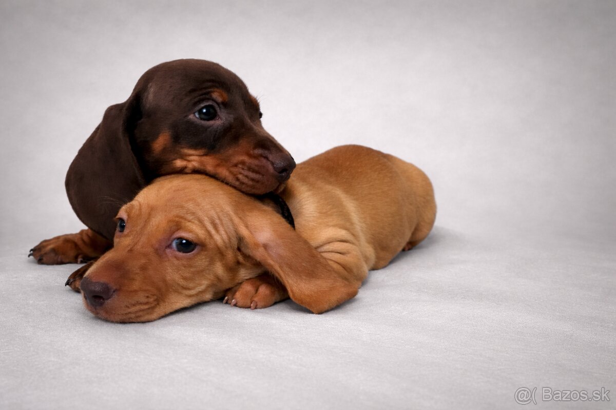 Jazvečík trpasličí hladkosrstý - 6