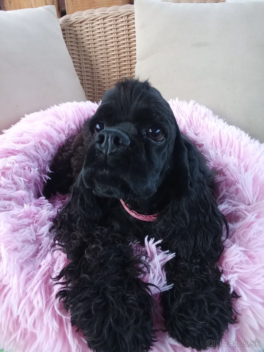 Americký kokeršpaniel/s pp - 6