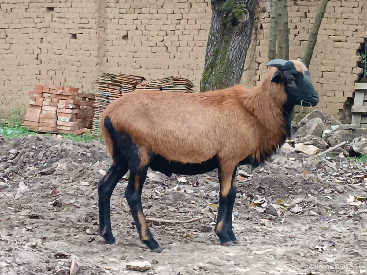 Baran kamerunský - 6