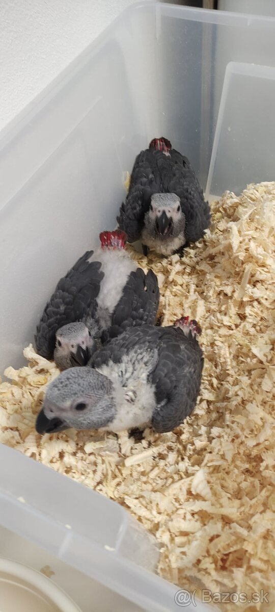 Žako kongo maznáčikovia - 6