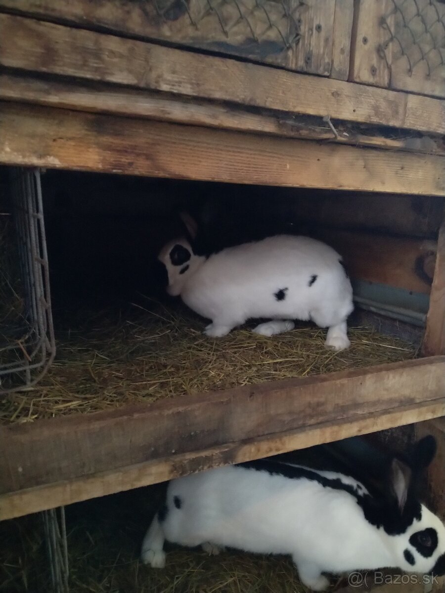 Nemecký obrovitý strakáč - 6