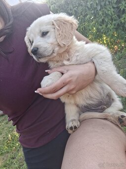 Zlatý retriever - 6