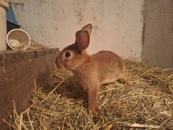 Predávam zakrslé králiky - 6