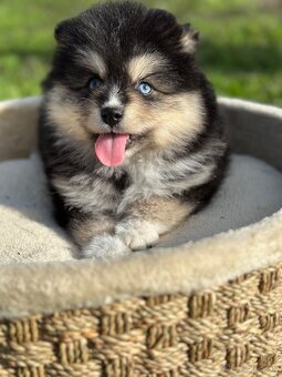 Pomsky / Pomeranian / Husky - 6