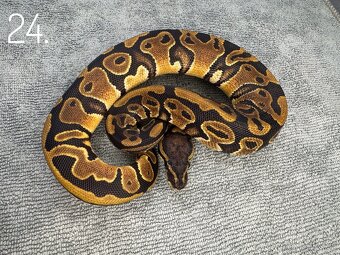 Predám nádherne mladé Python Regius 2024 - 6