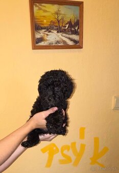 Pudel - 6