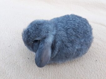 Zakrslý  baranček -zdrobnelý - 6