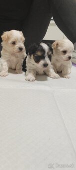 Predám Yorkshire terrier mini - 6